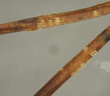 Apothecia na jehlicích borovice, laboratoř ÚOLM LDF Brno 2003.