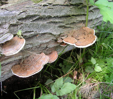 Plodnice na kmenu dubu, PR Coufavá 2010.