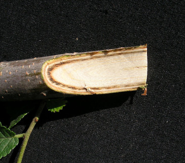 Detail ucpaných cévních svazků ve větvičce jilmu, laboratoř ÚOLM LDF Brno 2006.