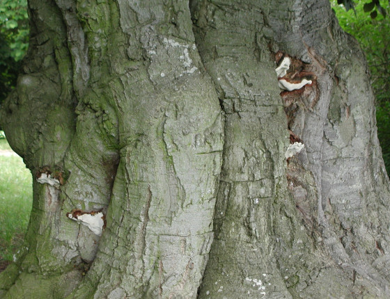 Plodnice na buku, Lednice park 2012.