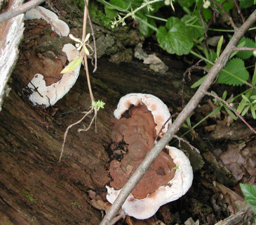 Plodnice na pařezu buku, Strážnice 2011.