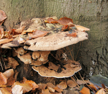 Plodnice na pařezu buku, PR Coufavá 2010.
