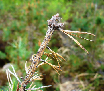 Symptomy odumírání terminálu u borovice lesní, Finsko Suonenjoki 2010.