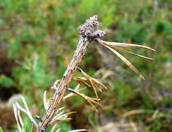Symptomy odumírání terminálu u borovice lesní, Finsko Suonenjoki 2010.