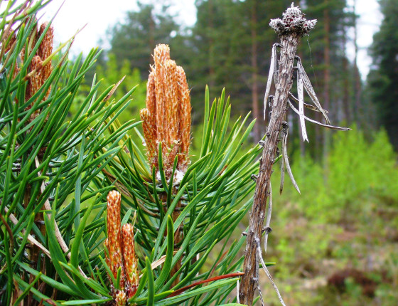 Symptomy odumírání terminálu u borovice kleče, Finsko Suonenjoki 2010.