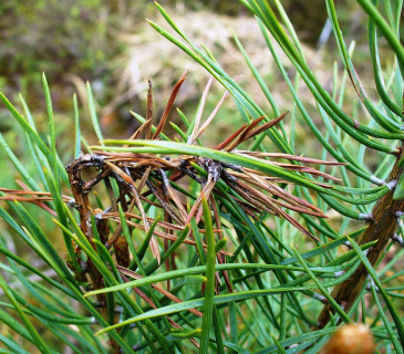 Symptomy odumírání terminálu u borovice kleče, Finsko Suonenjoki 2010.