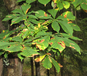 Symptomy na listech jírovce, Melatín, ŠLP ML Křtiny 2012.