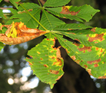 Symptomy na listech jírovce, Brno Lužánky park 2010.