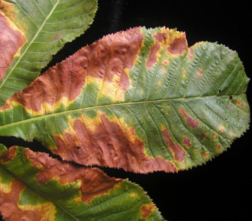 Detail hnědých skvrn na čepeli jírovce, laboratoř ÚOLM LDF Brno 2006.