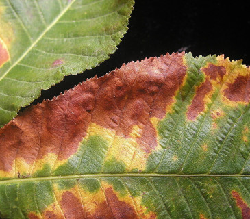 Detail hnědých skvrn na čepeli jírovce, laboratoř ÚOLM LDF Brno 2006.