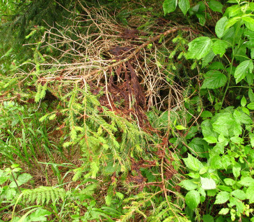 Symptomy napadení u smrku, Slovensko, Spálená dolina 2003.