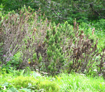 Napadená borovice kleč, Slovensko, Spálená dolina 2003.