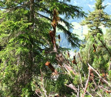 Černé mycelium na jehlicích borovice kleče, Slovensko Roháče 2005.