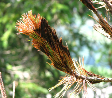 Černé mycelium na jehlicích borovice kleče, Slovensko Roháče 2005.