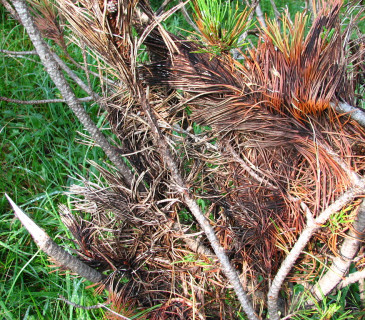 Černé mycelium na jehlicích borovice kleče, Slovensko. Spálená dolina 2003.