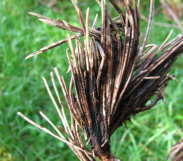 Černé mycelium na jehlicích borovice kleče, Slovensko Roháče 2005.