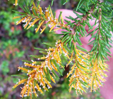 Chrysomyxa na Picea abies, Itálie Bergamské Alpy 2009.