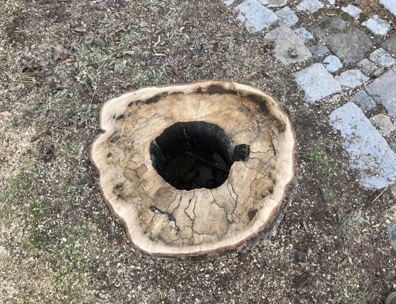 Pařez s hnilobou dřevomoru, Brno Špilberk park 2020.