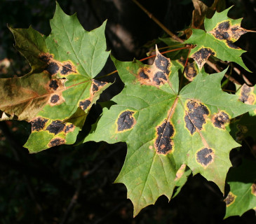 Detail symptomů na listech javoru, Brno 2005.