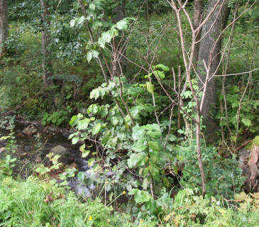 Symptomy prosychání výmladků jilmu, Loučná nad Desnou 2008.