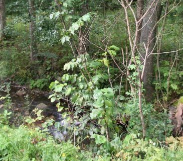 Symptomy prosychání výmladků jilmu, Loučná nad Desnou 2008.