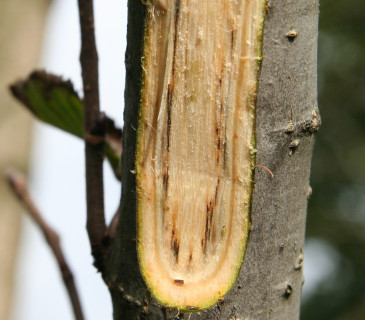 Detail ucpaných cévních svazků ve větvičce jilmu, laboratoř ÚOLM LDF Brno 2006.