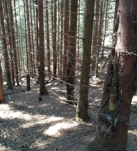 Porost smrku s poškozením od zvěře a s typickou hnilobou pevníku krvavějícího, Jánská Dolina, Slovensko 2019.