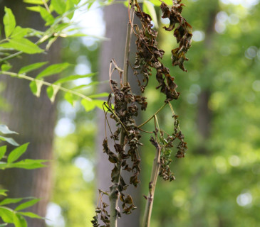 Zasychání listů jasanu vlivem infekce, Brno 2010.