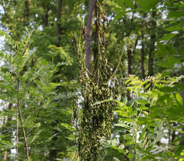 Zasychání listů jasanu vlivem infekce, ŠLP ML Brno 2010.