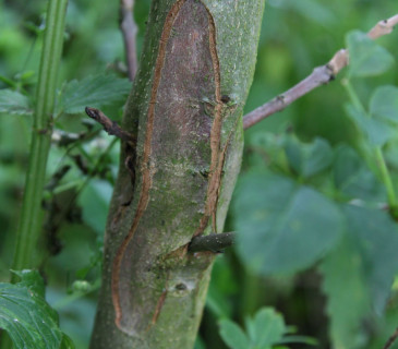 Nekróza na kmínku jasanu, Arboretum Křtiny 2008.