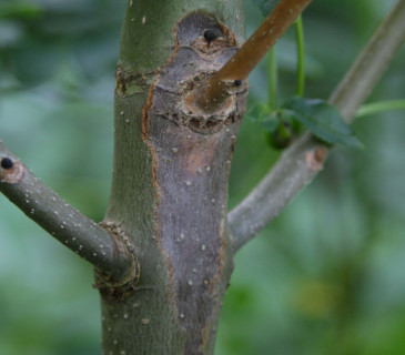Tvorba léze na kmínku jasanu, Arboretum Křtiny 2008.