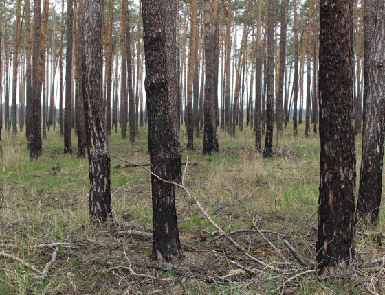 Ohořelé kmeny po požáru z května 2012, Bzenec 2018
