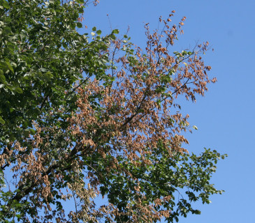 Symptomy prosychání koruny jilmu, Brno Komárov 2008.