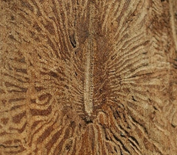 Požerek bělokaza jilmového, entomologické sbírky ÚOLM LDF Brno 2006.