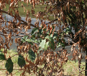 Symptomy prosychání koruny jilmu, Brno Komárov 2008.