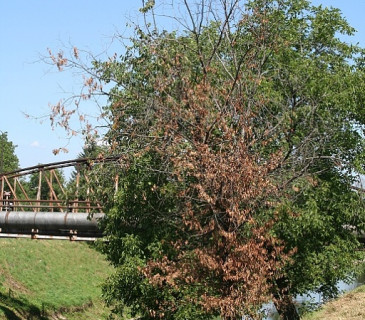 Symptomy prosychání koruny jilmu, Brno Komárov 2008.