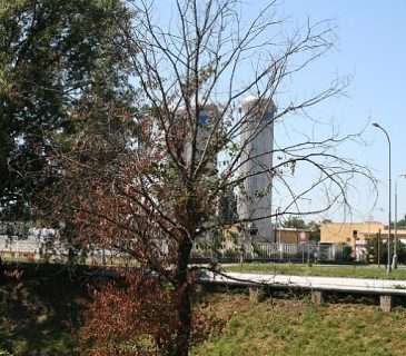 Symptomy prosychání koruny jilmu, Brno Komárov 2008.
