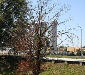 Symptomy prosychání koruny jilmu, Brno Komárov 2008.