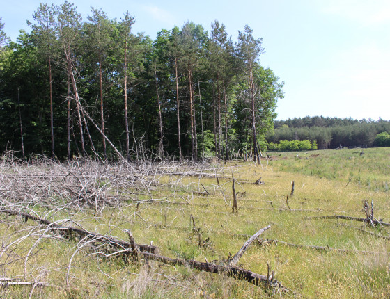 Okraj požářiště u Bzence z května 2012, stav 2018