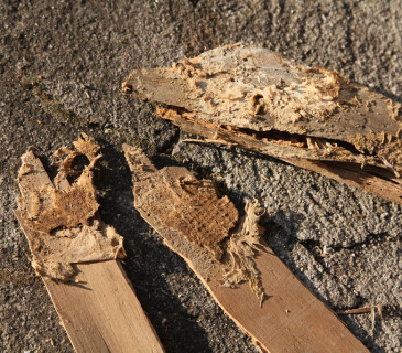 Mycelium na prknech podlahy, Brno 2006.