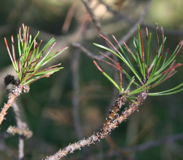 Symptomy sypavky u borovice blatky, NPR Červené blato 2016.