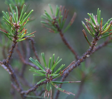 Symptomy sypavky u borovice blatky, NPR Červené blato 2016.
