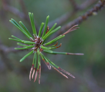 Symptomy sypavky u borovice blatky, NPR Červené blato 2016.