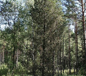 Symptomy sypavky u borovice blatky, NPR Červené blato 2016.