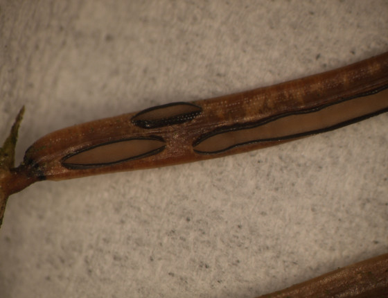 Hysterothecia na jehlicích, laboratoř ÚOLM LDF Brno 2004.