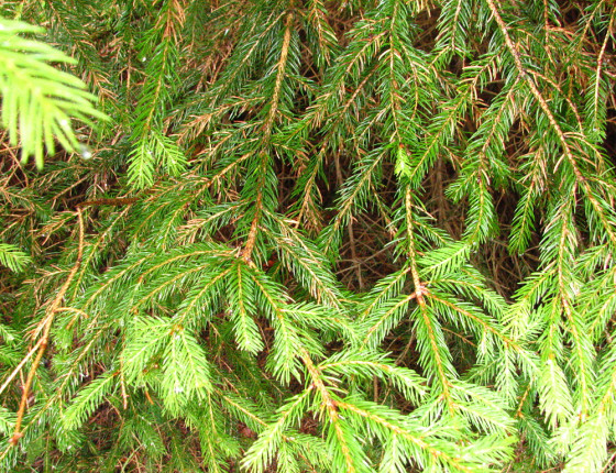 Zbarvení a propad jehlic u smrku, Slovensko Roháče 2003.