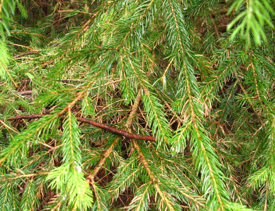 Zbarvení a propad jehlic u smrku, Slovensko Roháče 2003.