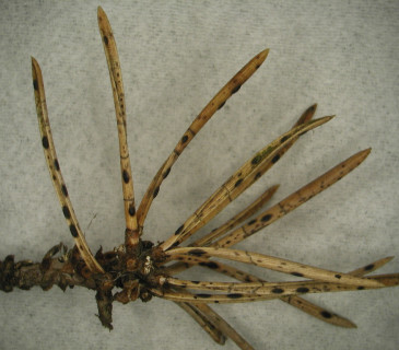 Hysterothecia na jehlicích borovice lesní, laboratoř ÚOLM LDF Brno 2003.