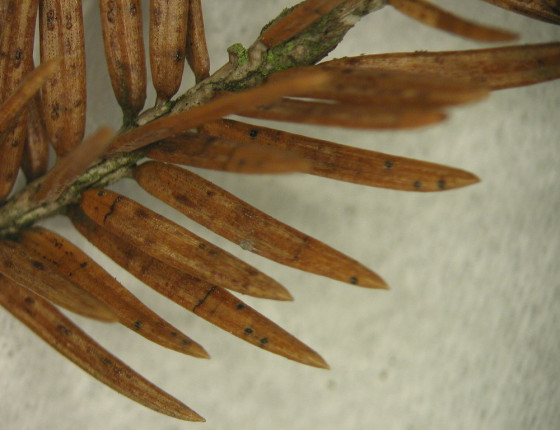 Drobná černá spermogonia na jehlicích, laboratoř ÚOLM LDF Brno 2003.