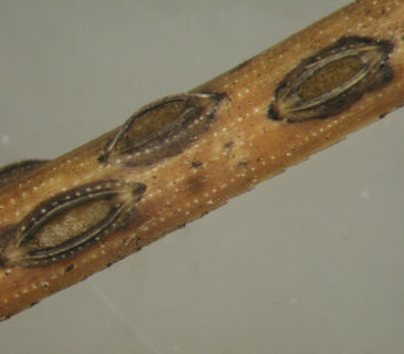 Detail hysterothecií na jehlicích borovice lesní, laboratoř ÚOLM LDF Brno 2003.